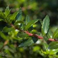 Prickly Heath